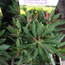 Euphorbia 'Red Wing'-3L
