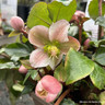 Helleborus 'Angel Glow' 3L