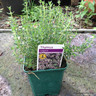 Garden Thyme (9cm)