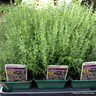 Garden Thyme (9cm)