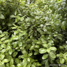 Pittosporum 'Golf Ball'