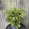 Pittosporum 'Golf Ball'