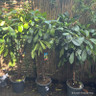 Ficus cyathistipula