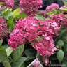 Hydrangea 'Ruby Annabelle' - 15ltr