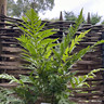 Woodwardia fimbriata (Giant Chain Fern) - 3ltr