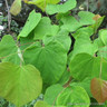 Cercis chinensis 'Avondale' 50-60cm (10ltr)