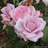 Blue Moon (Climbing) Rose