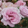Blue Moon (Climbing) Rose