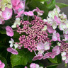 Hydrangea Macrophylla 'Teller Pink' 5L