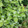 Pittosporum tenuifolium 'Golf Ball' 5L