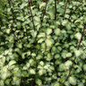 Pittosporum 'Tandara Gold' 5L