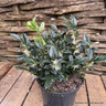 Sarcococca confusa (p17)