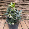 Sarcococca confusa (p17)