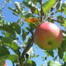 Apple 'Winston' 2yr apple tree (MM106 rootstock) POTTED