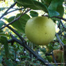 Apple 'Limelight' 2yr tree (MM106 rootstock) POTTED