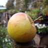 Apple 'Laxton's Superb' 2yr tree on MM106 rootstock (POTTED)