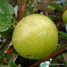 Apple 'Howgate Wonder' 2yr tree (MM106 rootstock) POTTED