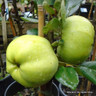 Apple 'Grenadier' 2yr tree (MM106 rootstock) (POTTED)