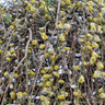 Salix caprea 'Kilmarnock' 150-175cm (10L)