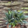 Skimmia 'Kew White' 2L