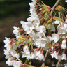 Prunus x yedoensis 'Shidare Yoshino' 200/250cm