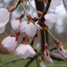Prunus x yedoensis 'Shidare Yoshino' BAREROOT