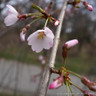 Prunus x yedoensis 'Shidare Yoshino' BAREROOT