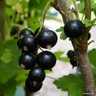 Blackcurrant 'Ben Hope'