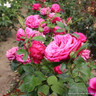 Birthday Boy - Hybrid Tea (Standard Rose)