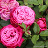 Birthday Boy - Hybrid Tea (Standard Rose)