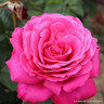 Birthday Boy - Hybrid Tea (Standard Rose)
