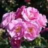 Lucky! - Floribunda (Standard Rose)