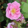 Lucky! - Floribunda (Standard Rose)