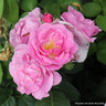 Lucky! - Floribunda (Standard Rose)