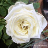 Sweet Child of Mine - Floribunda (Standard Rose)