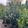 Prunus laur. 'Novita' 200-225cm rootball