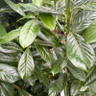 BULK 10  ROOTBALLS - Prunus laur. 'Novita' 125-150cm