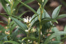 Sarcoccoca rusciflia 'Dragon Gate' 2L