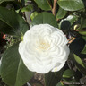 Camellia 'Nuccio's Gem' 3ltr