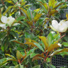 Magnolia grandiflora 6/8cm standard