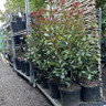 Photinia x fraseri 'Mandarino' 80cm (10L)