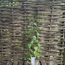 Salvia guaranitica 'Carine's Amazing Blue' 2ltr