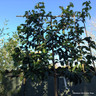 Pleached Portuguese Laurel (Prunus lusitanica 'Tico') 6-8cm (1.8m Stem)