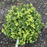 Pittosporum tenuifolia 'Gold Ball' 40-50cm (10ltr)