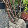 Prunus serrula (Multi-stem) 250-300cm Rootballed
