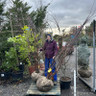 Prunus serrula (Multi-stem) 250-300cm Rootballed