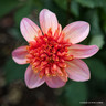 Dahlia 'Totally Tangerine' (1 tuber)