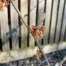 Hamamelis mollis 'Jelena' (Witch Hazel) 60-80cm (RB)