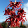 Hamamelis  x intermedia 'Diane' (Witch Hazel) 80-100cm (RB)