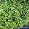 1 x Lonicera nitida (Box Honeysuckle) 25-40cm bare root - Single Plant